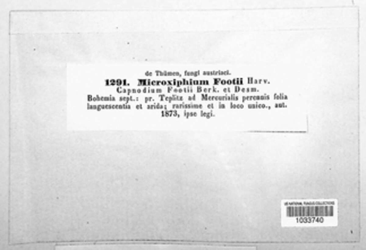 Coccodiniaceae image